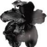 blackorchid
