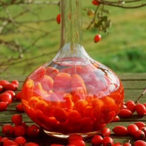 nalewka z dzikiej róży