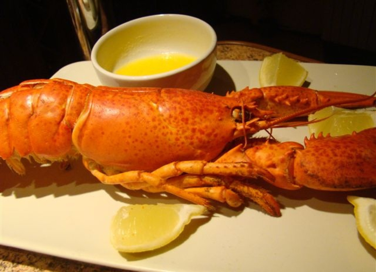 Homar - pierwsze starcie