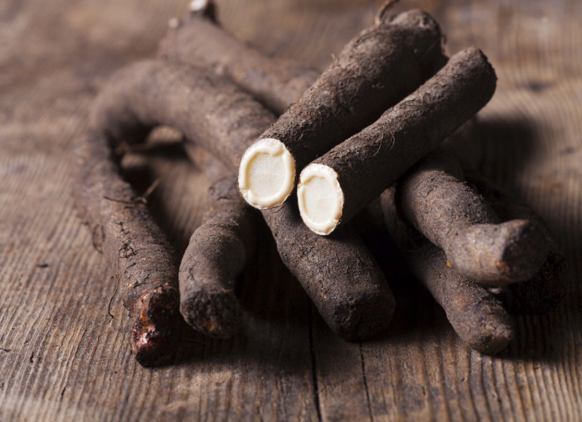 Wężymord - skorzonera