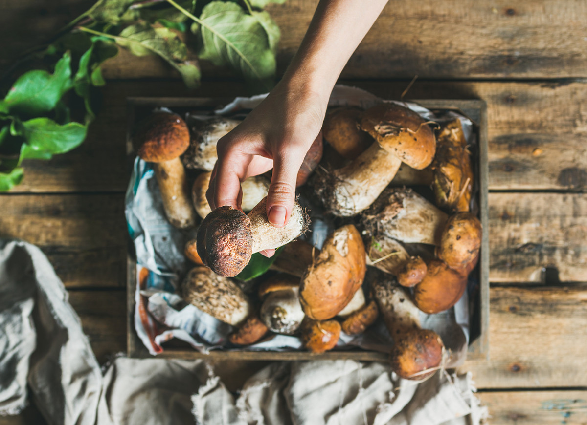 przechowywanie grzybów