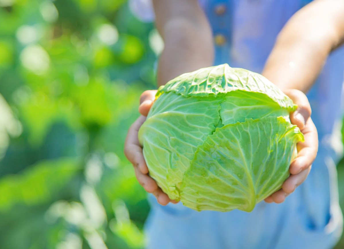 Co zrobić z młodej kapusty