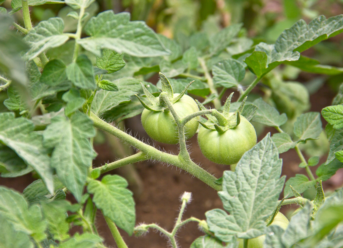 Czy można jeść liście pomidora