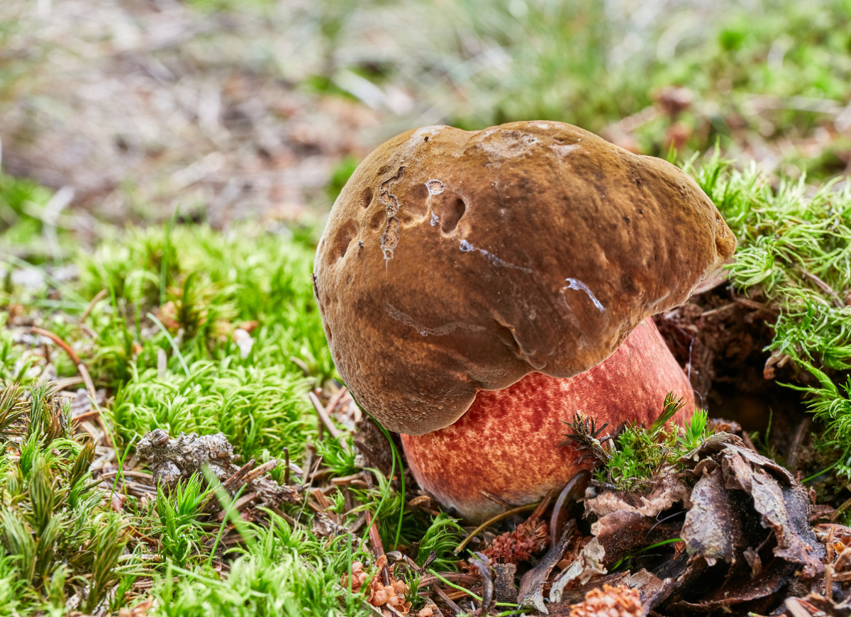 Borowik ceglastoporny