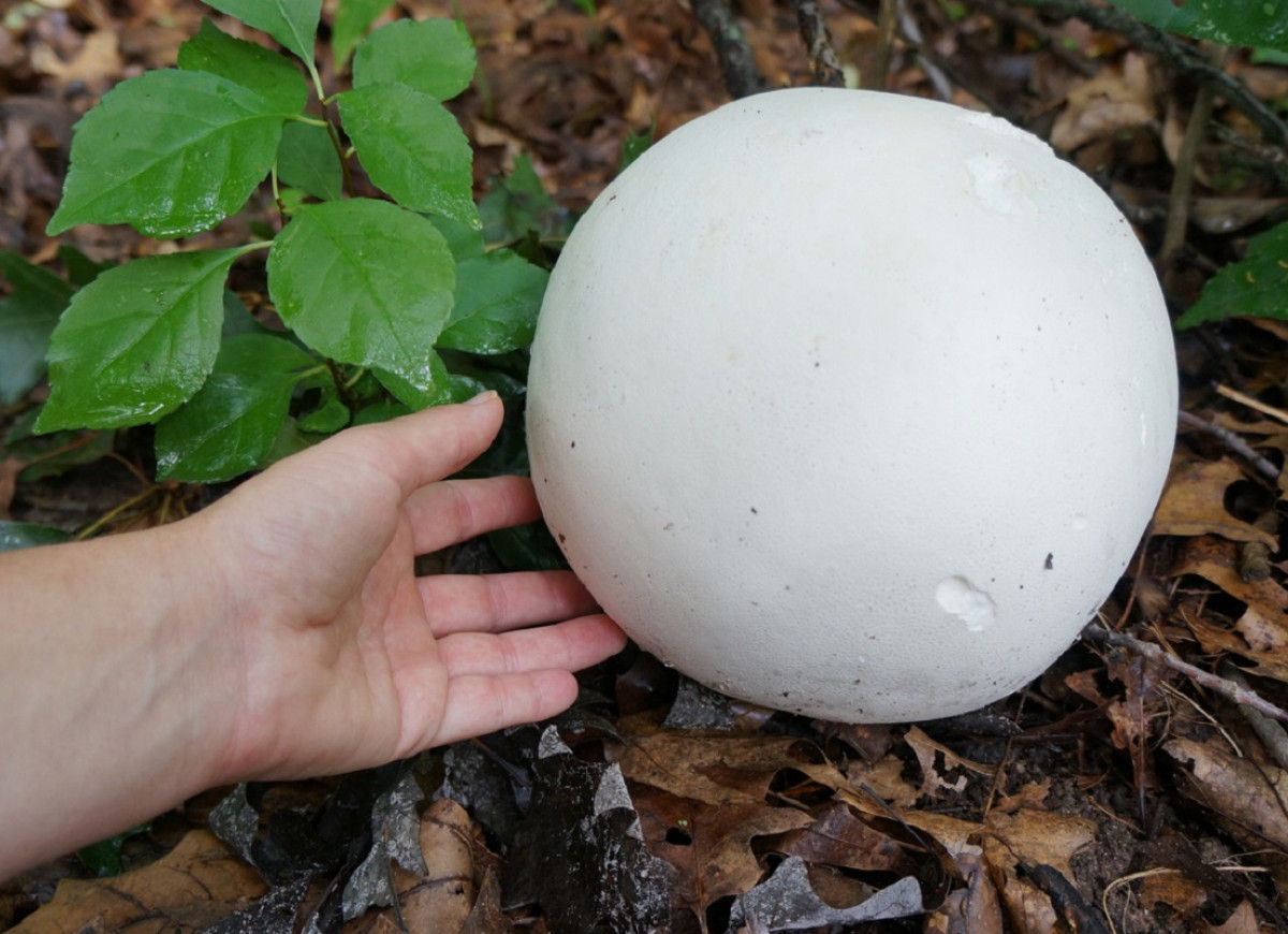 purchawnica olbrzymia