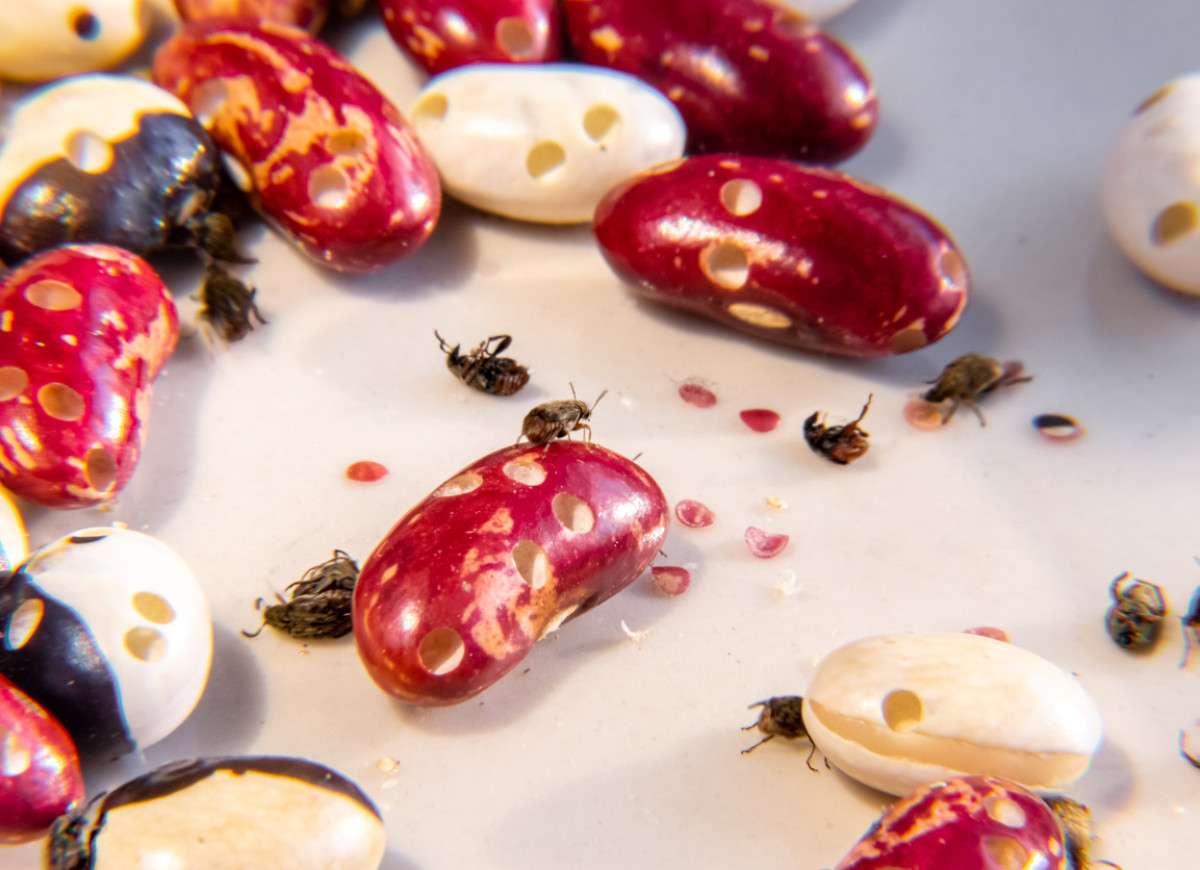 Strąkowiec fasolowy