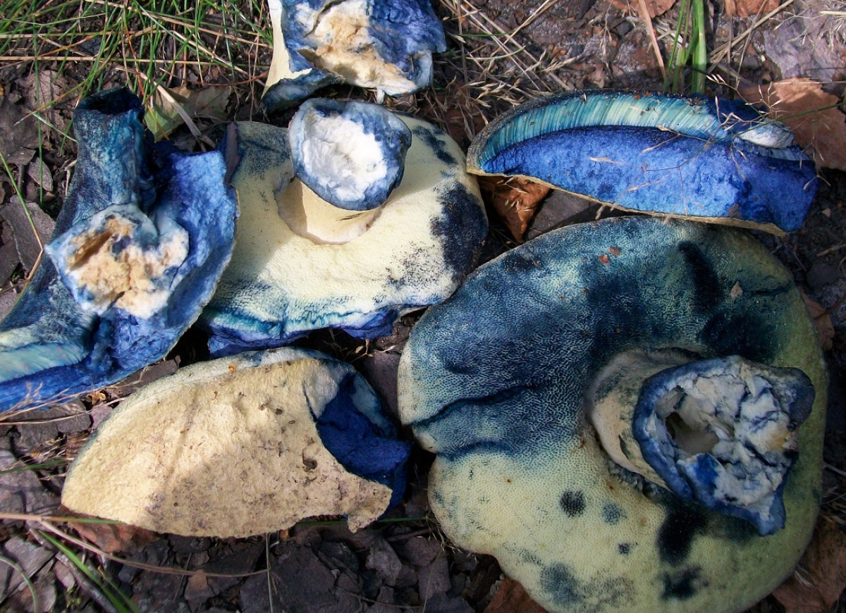 niebieskie grzyby
