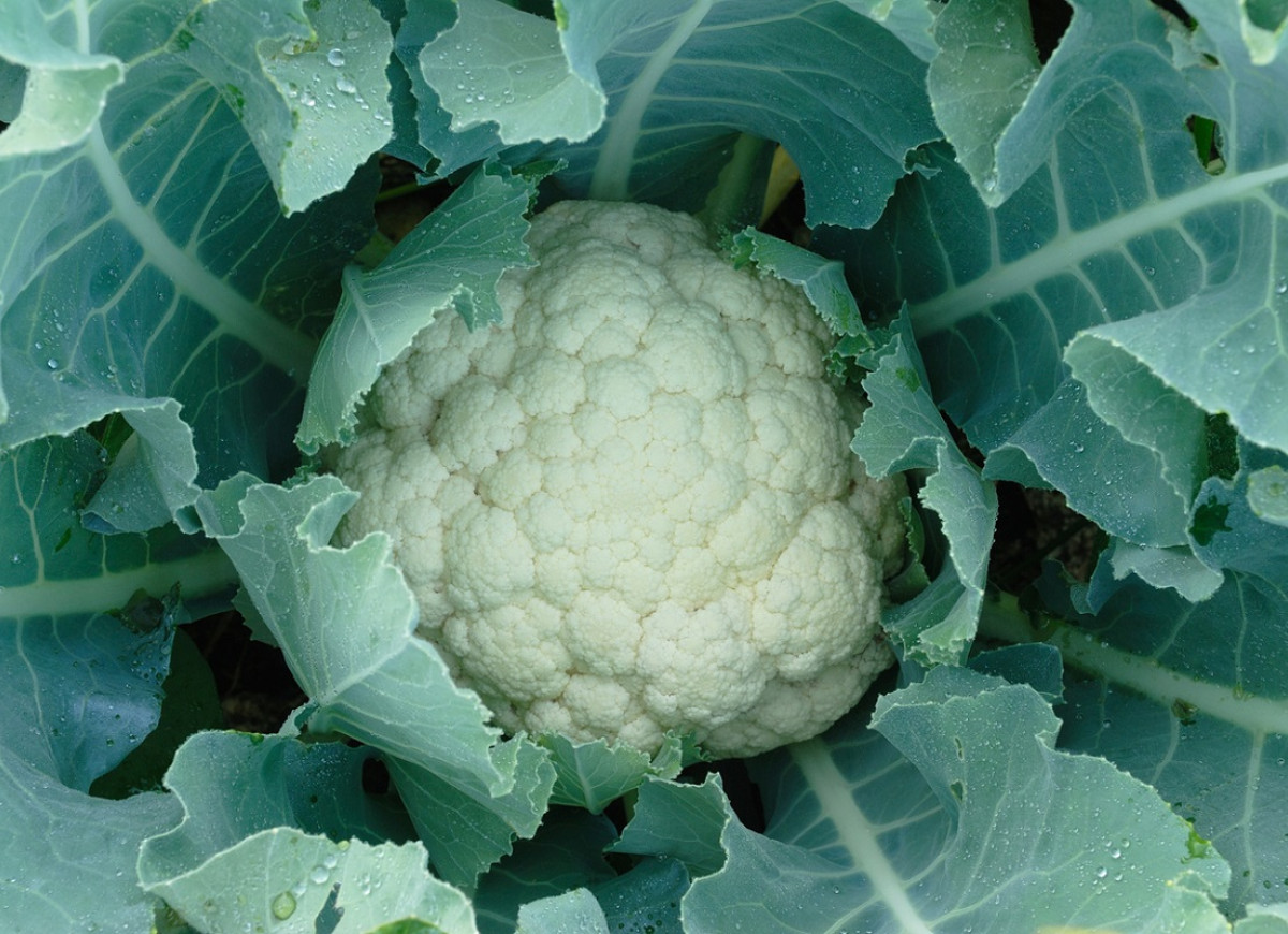 liście kalafiora