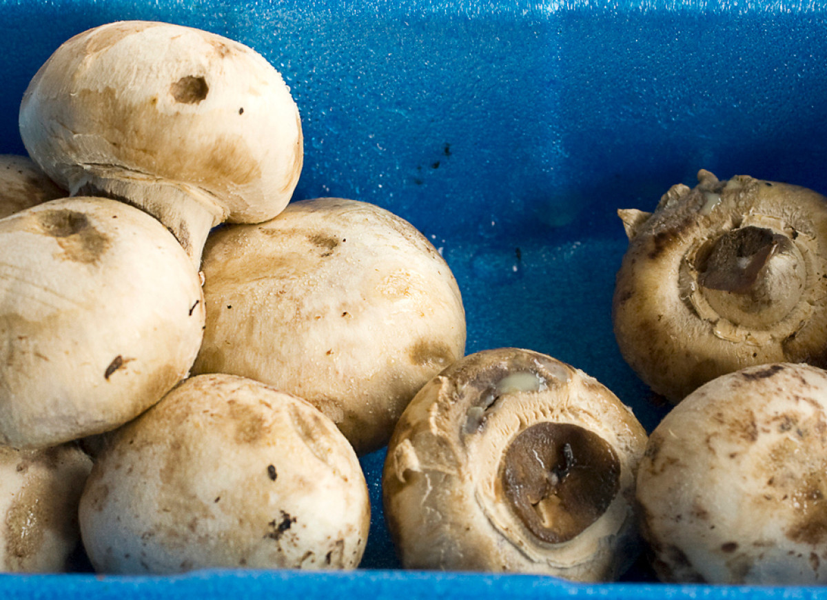 Jak przechowywać pieczarki