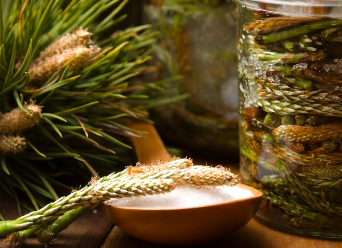 syrop z pędów sosny