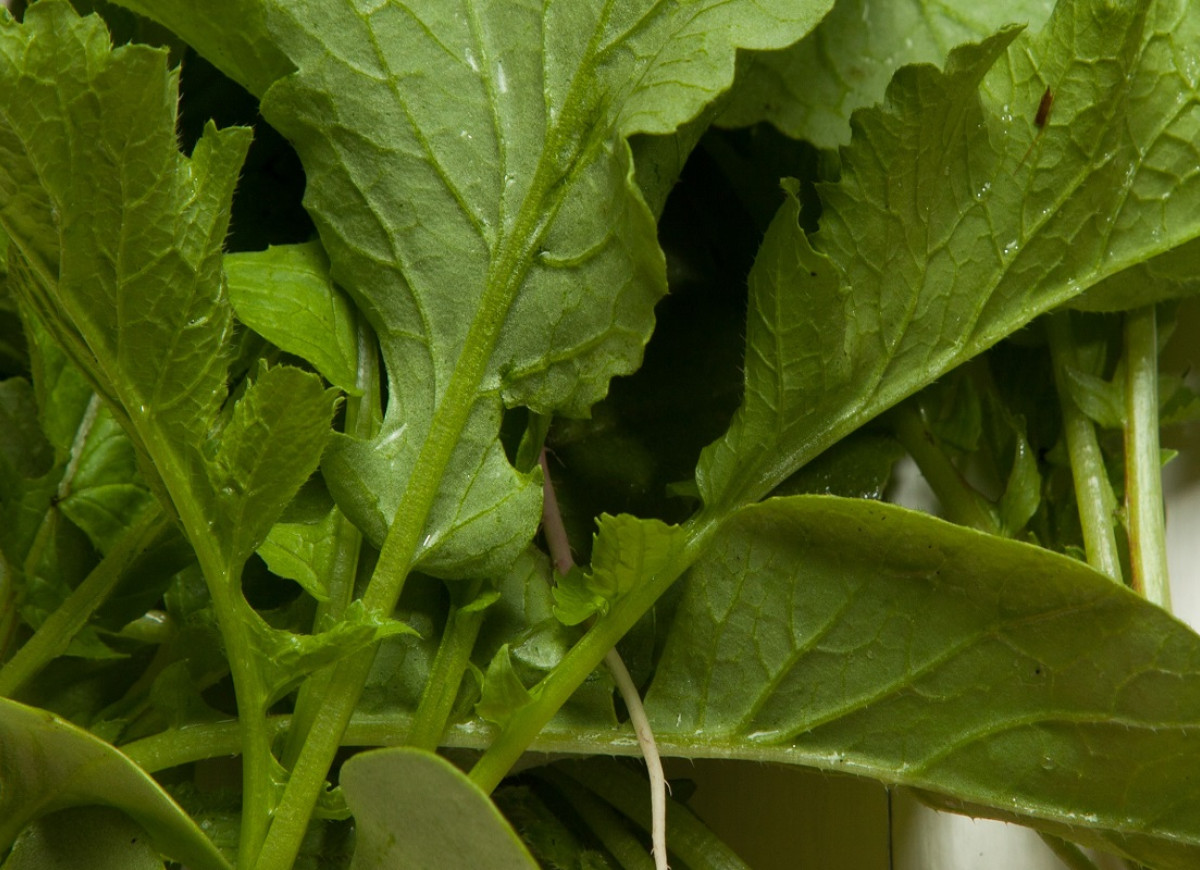 niedoceniane liście