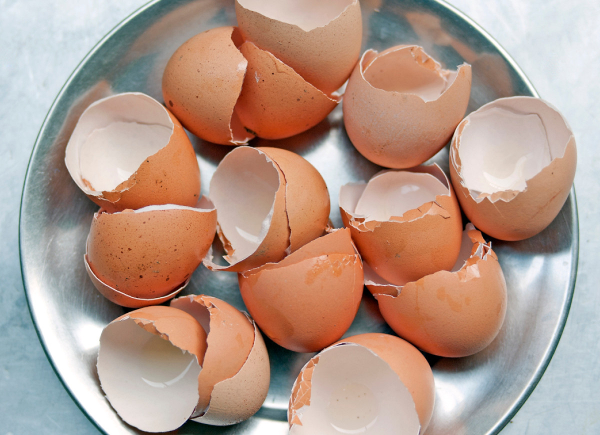 skorupki jajek