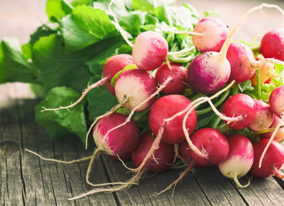 Jak przechowywać rzodkiewkę