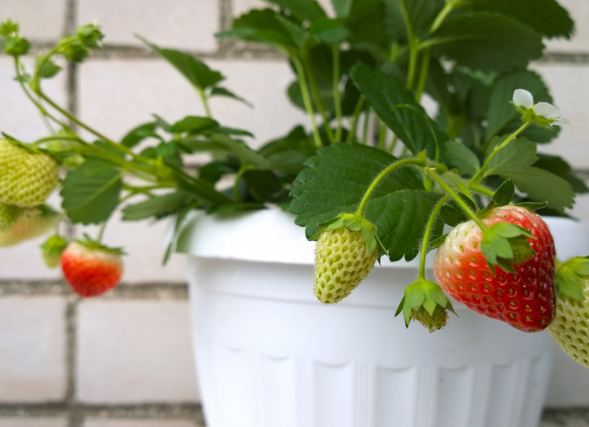 truskawki na balkonie