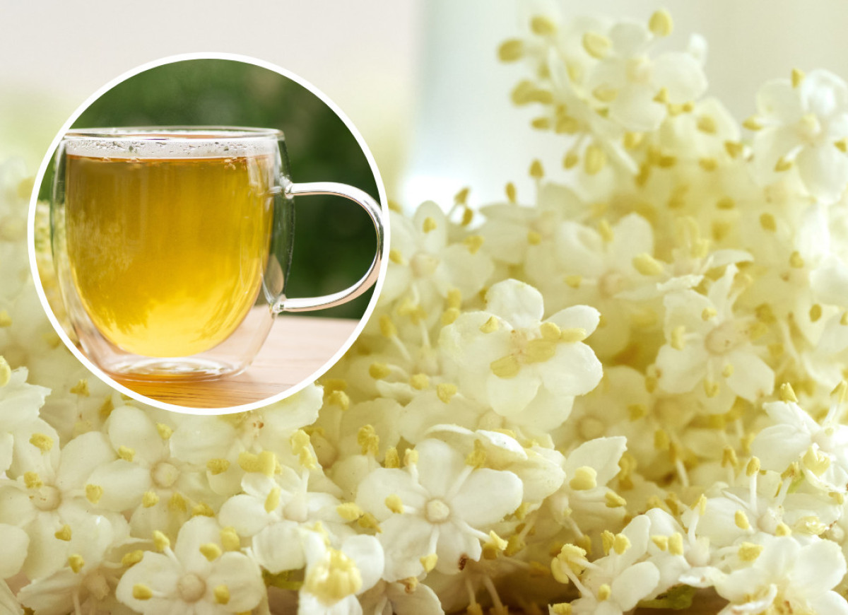 herbatka z kwiatów czarnego bzu