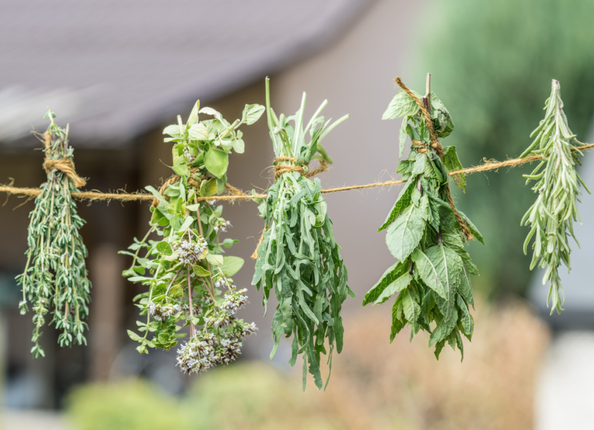 Jak suszyć zioła