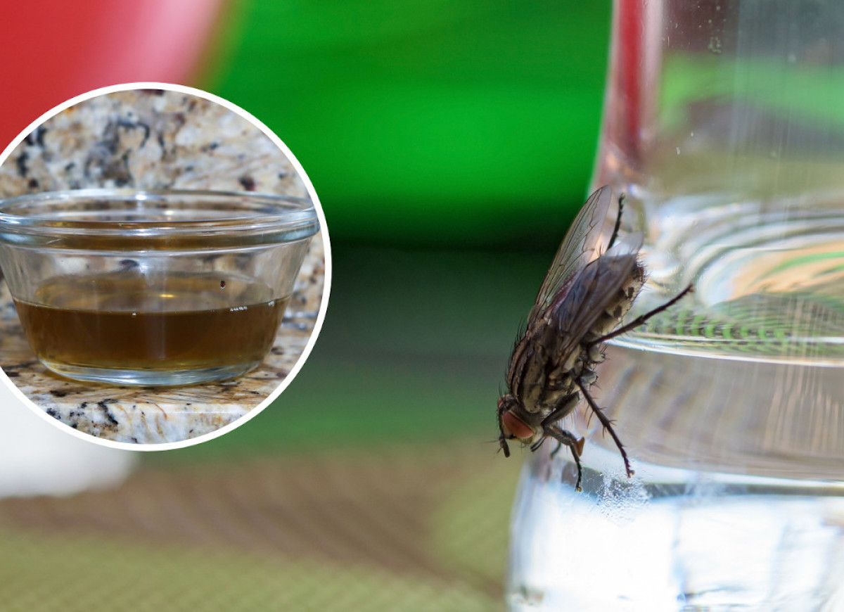 naturalna pułapka na muchy