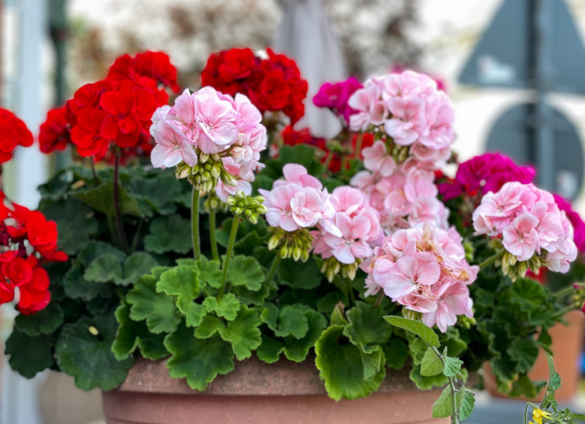 pelargonie zasilanie