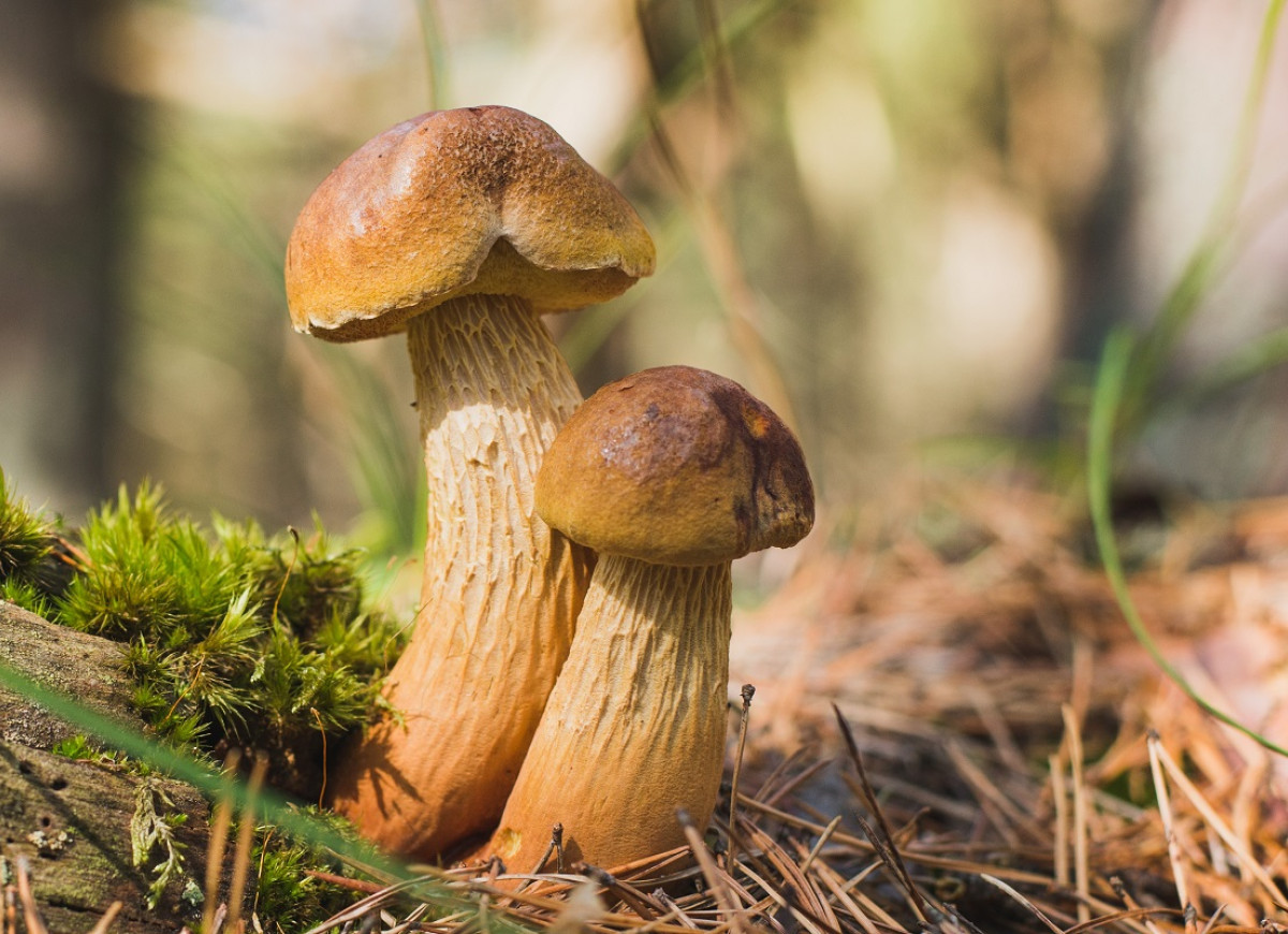 borowik amerykański