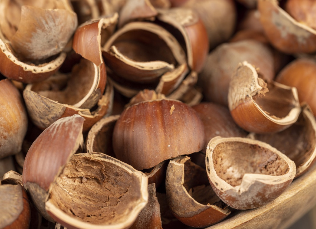 łupiny orzechów laskowych