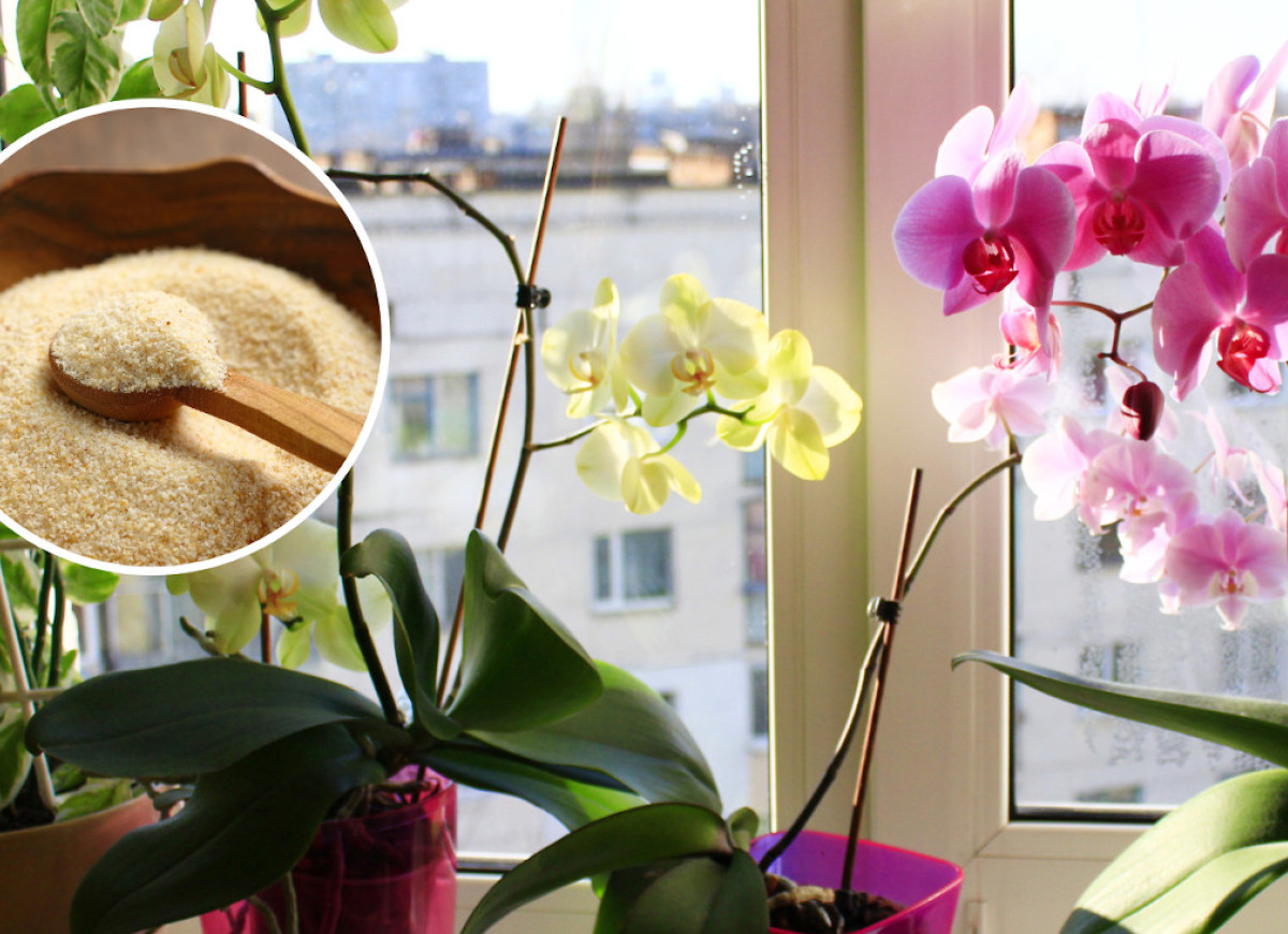 odżywka do storczyka