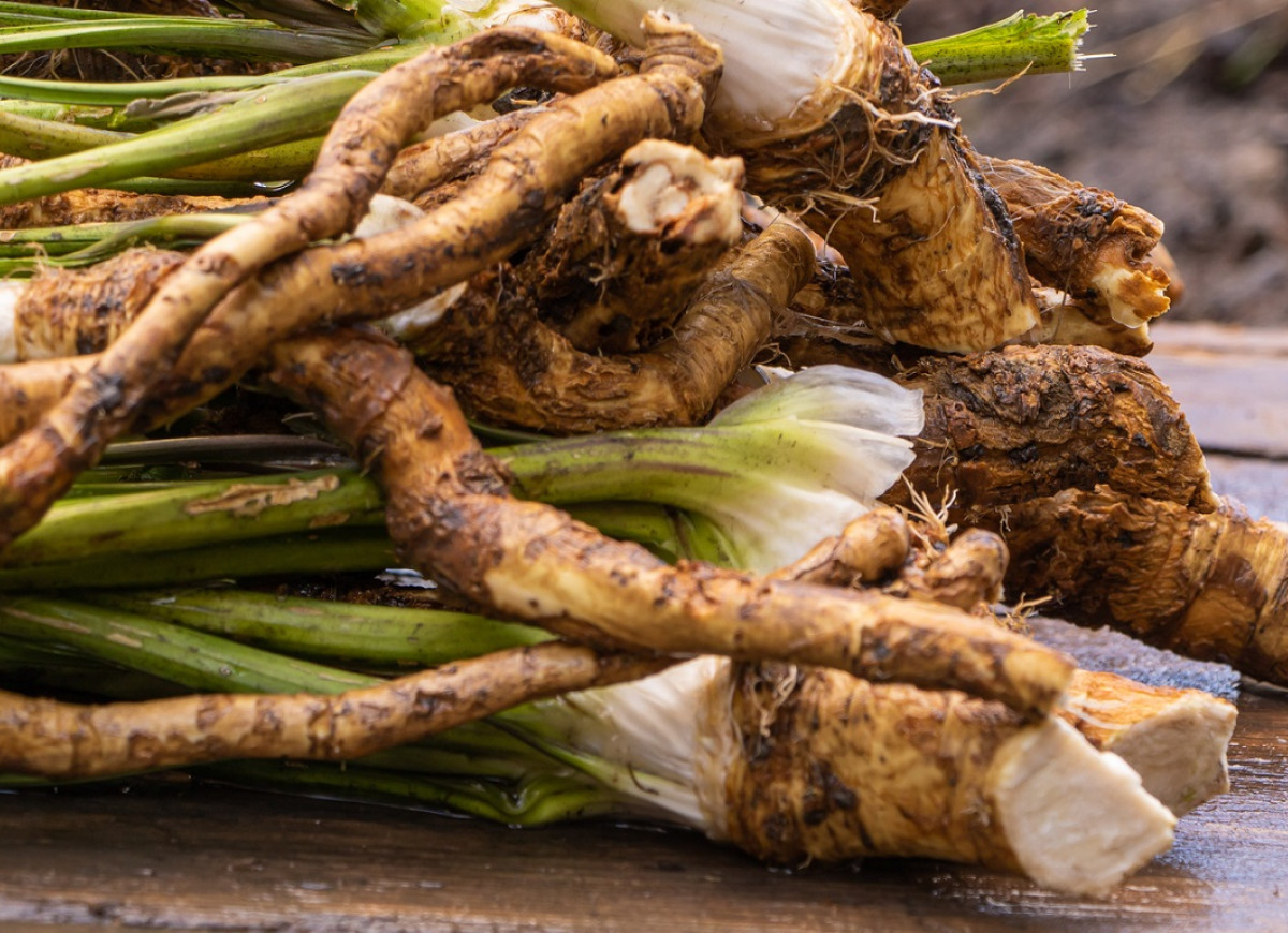 słowiański żeń-szeń