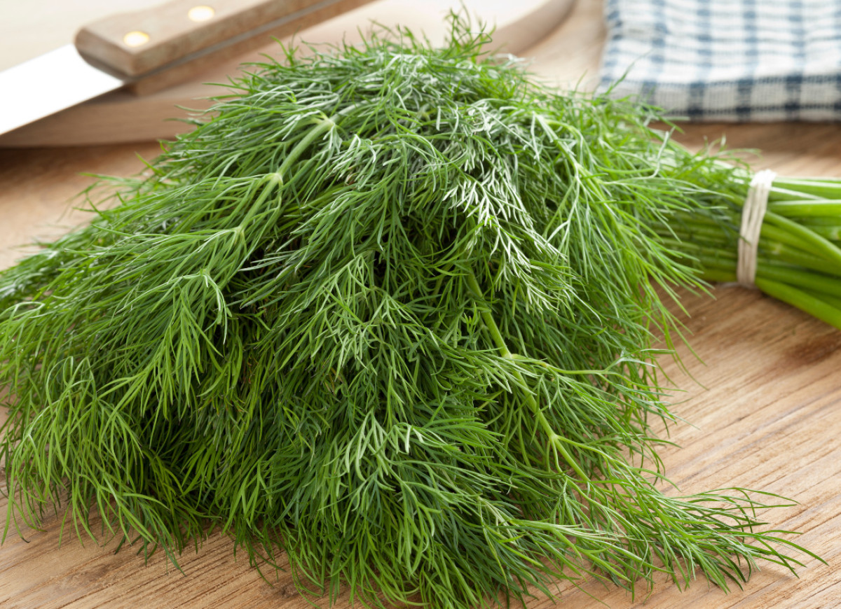 koperek nie zwiędnie