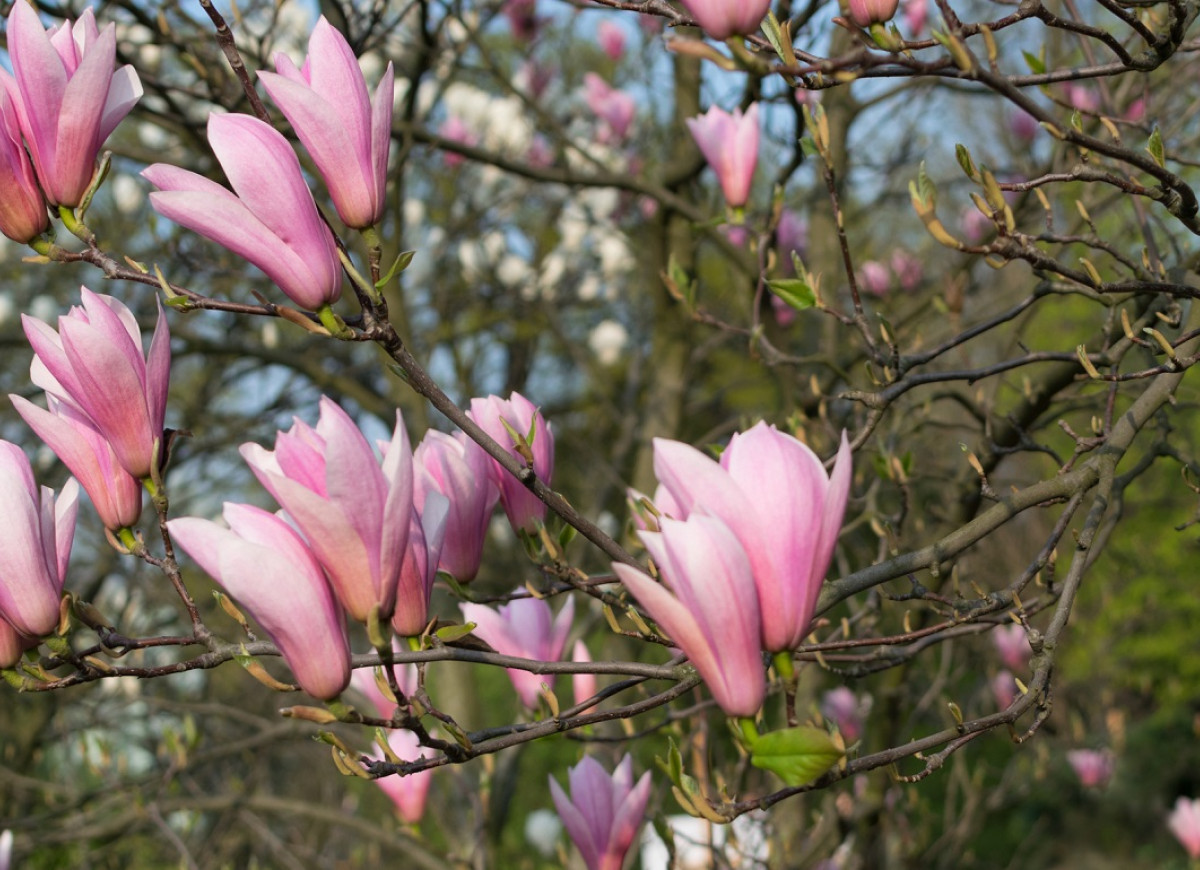 kwiaty magnolii