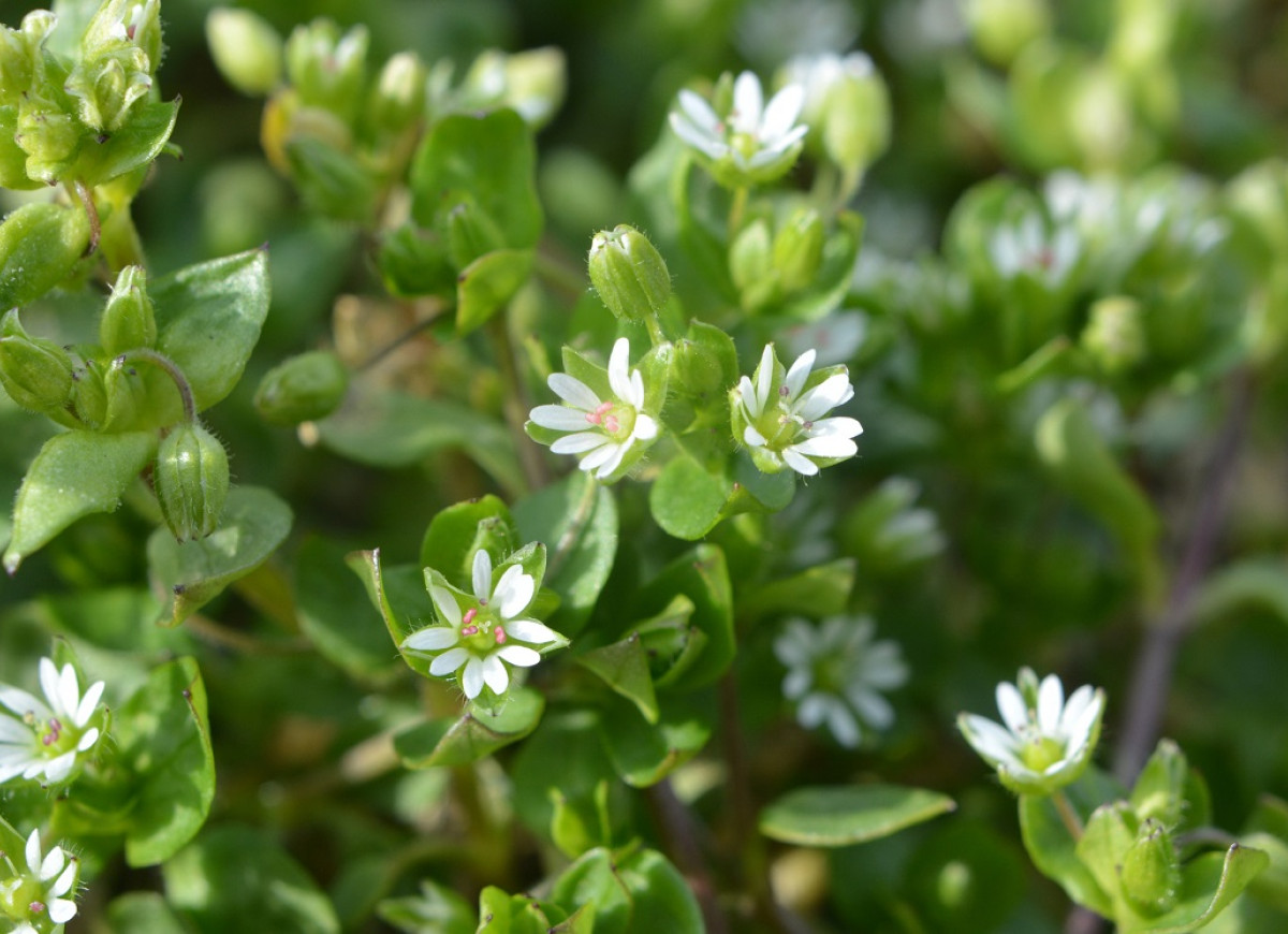 gwiazdnica pospolita