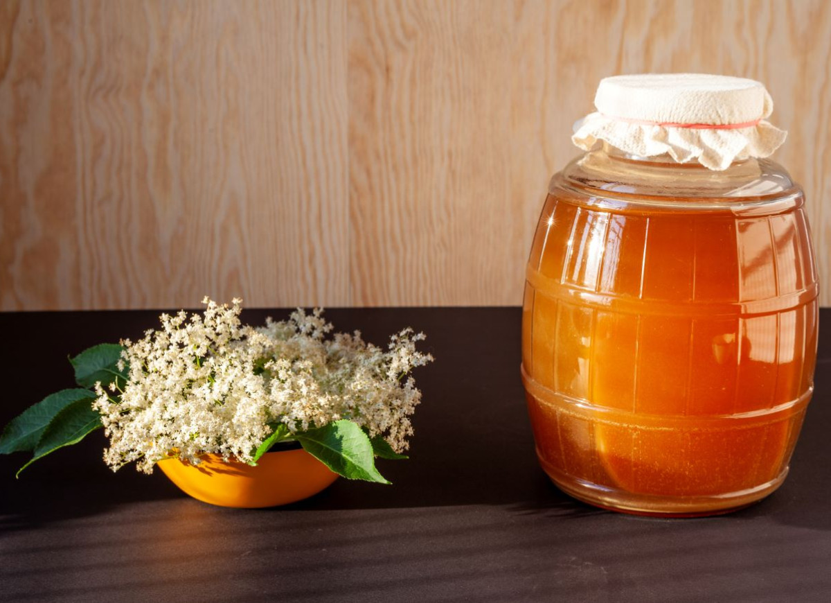 kombucha z kwiatów czarnego bzu