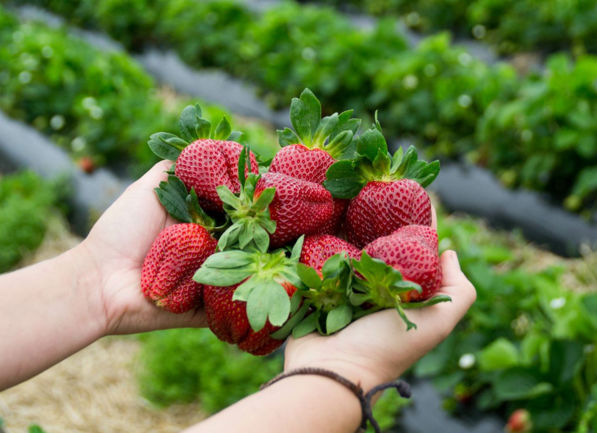 jak wybierać truskawki