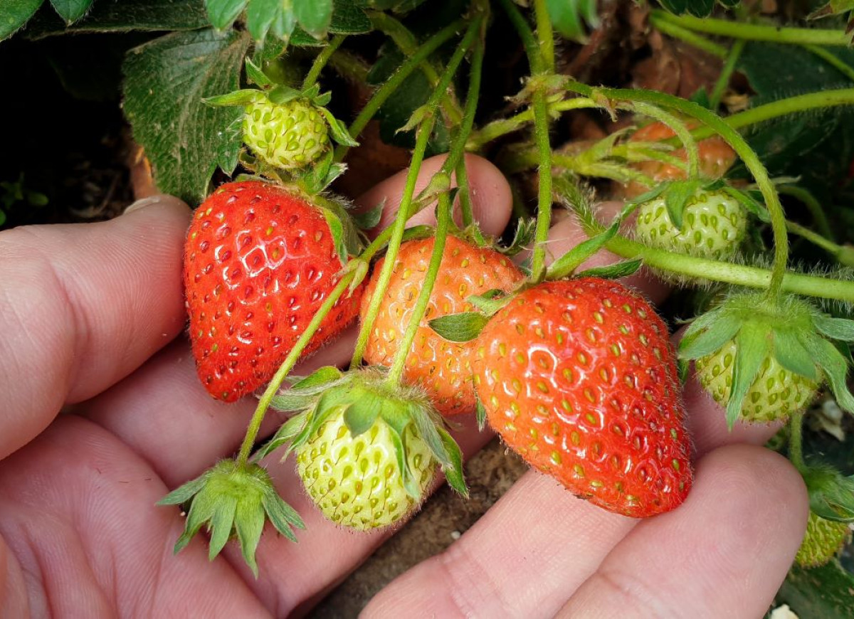 niedojrzałe truskawki