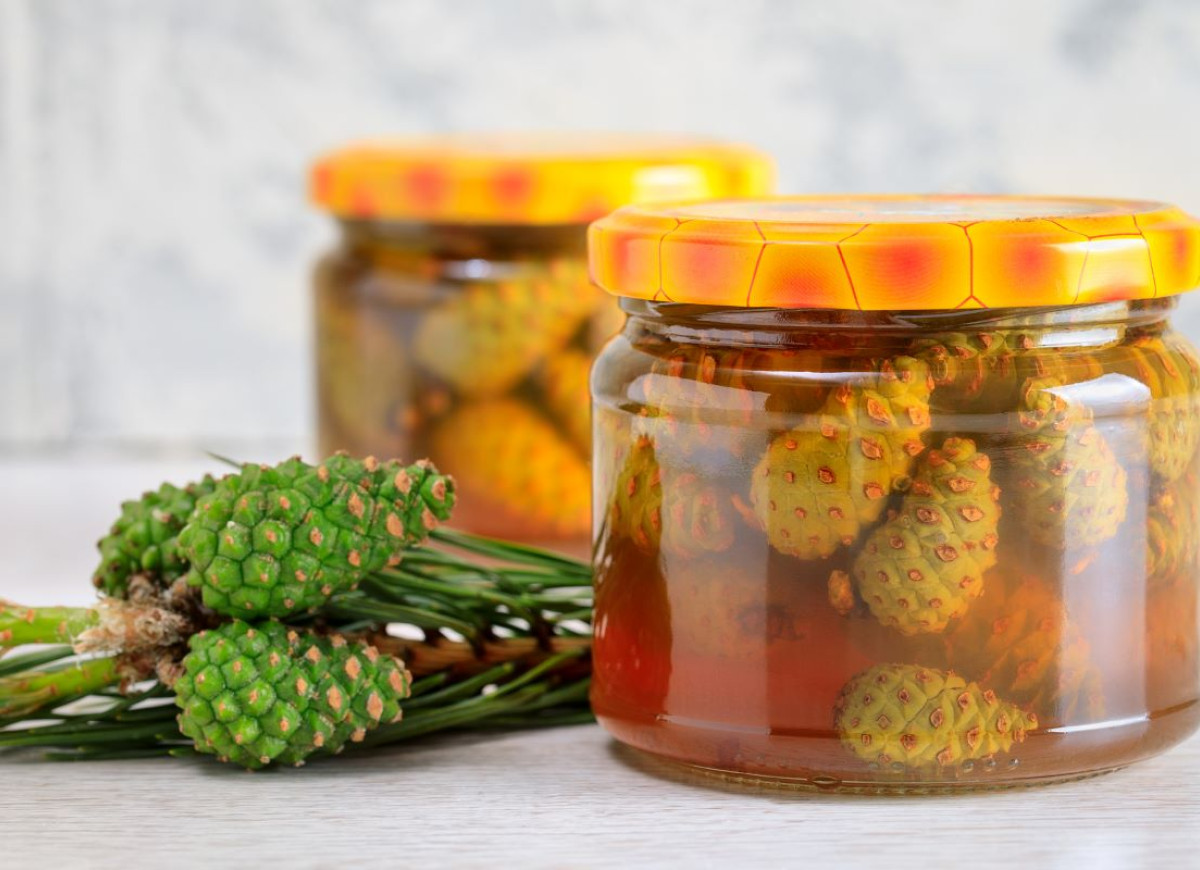 syrop z szyszek sosny