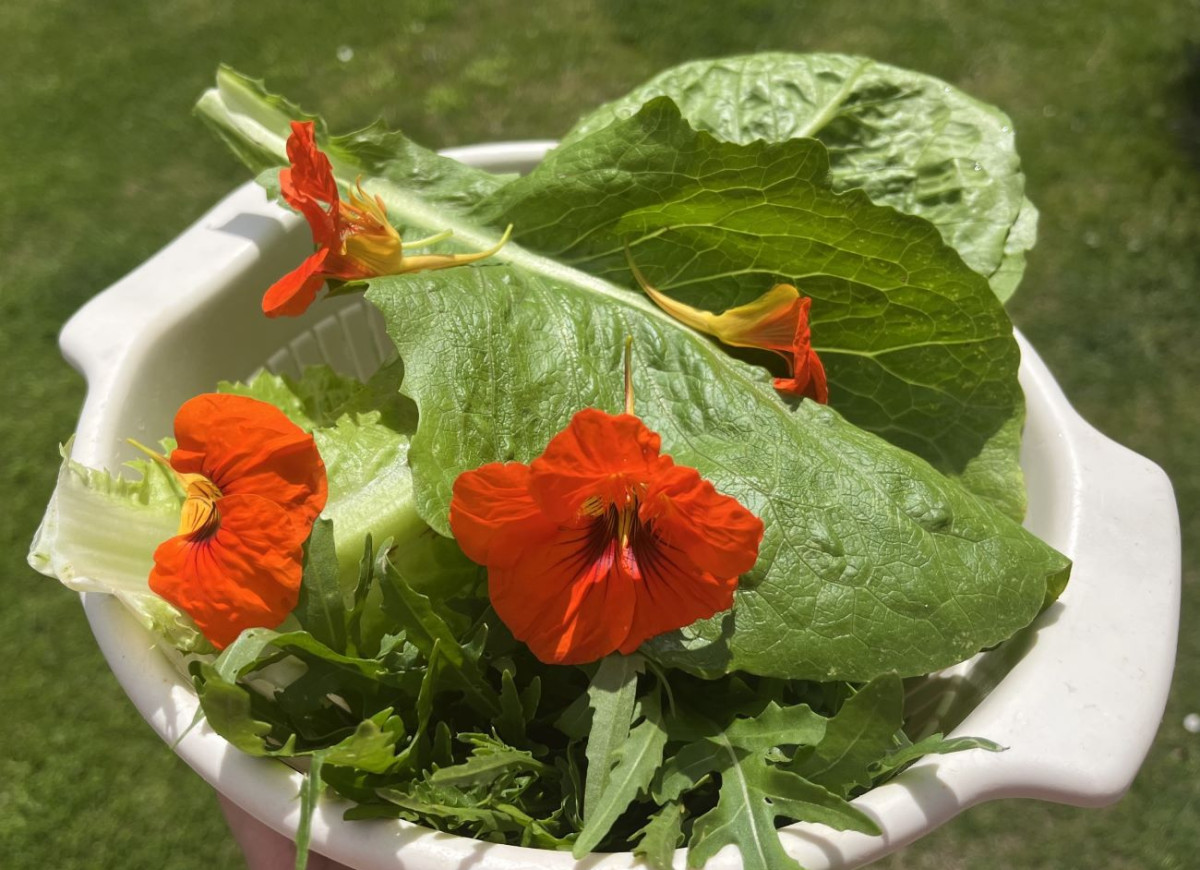 jadalne kwiaty nasturcji