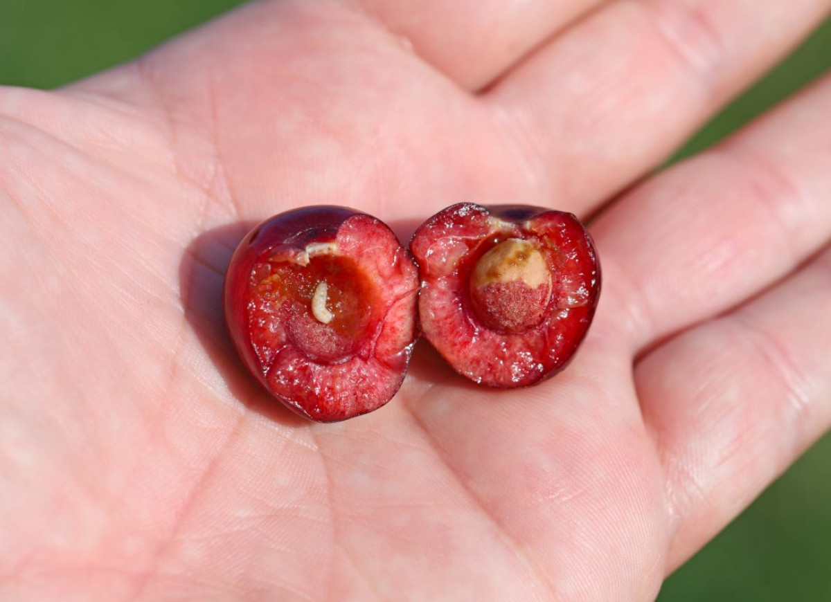 robaczywe czereśnie