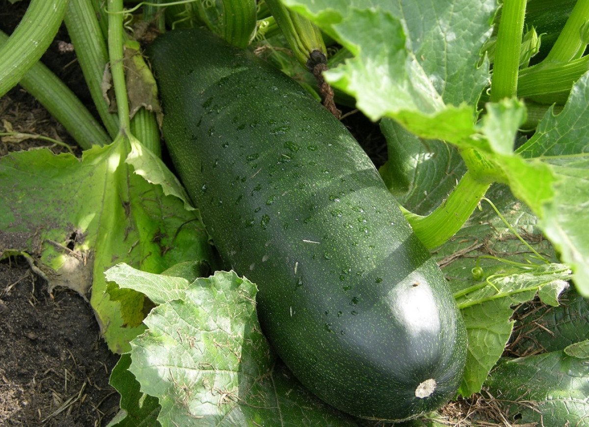 cukinia przerośnięta