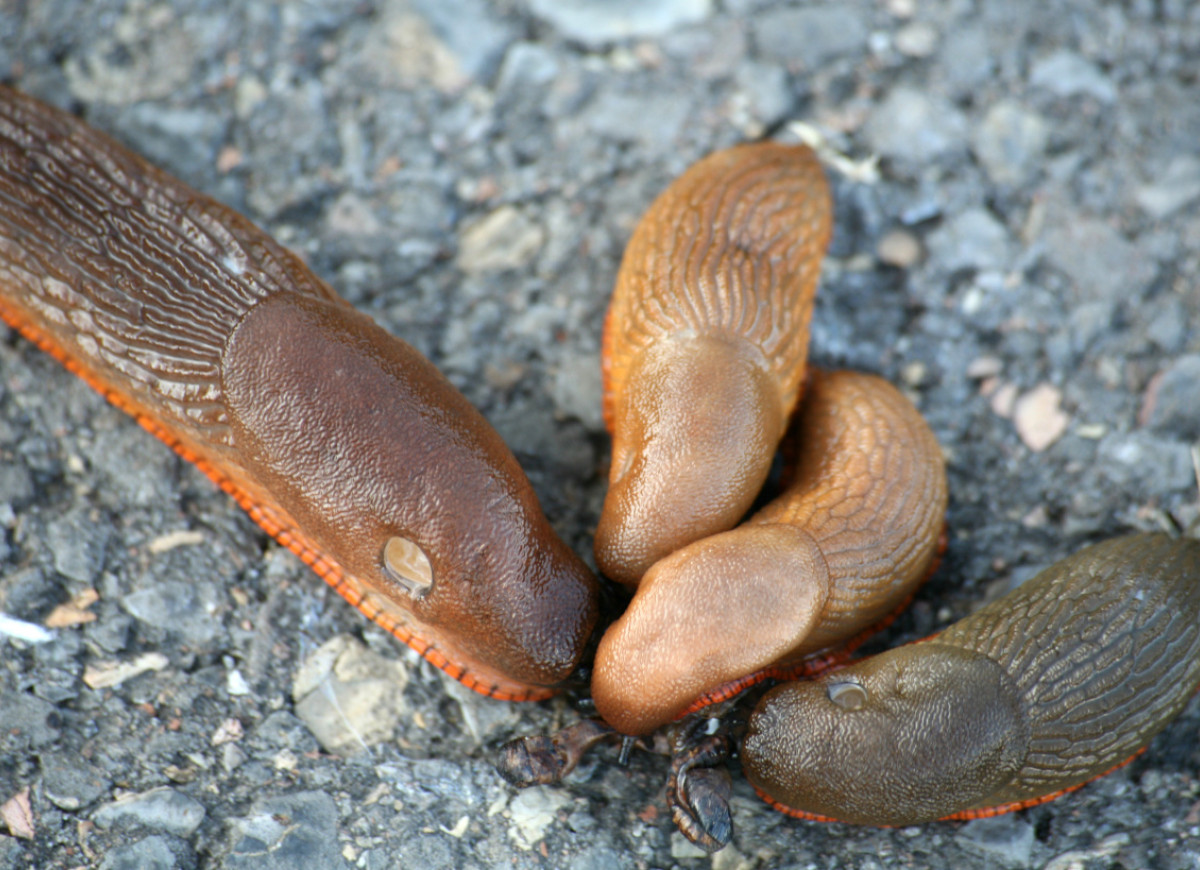 pomrowy ślimaki w ogrodzie