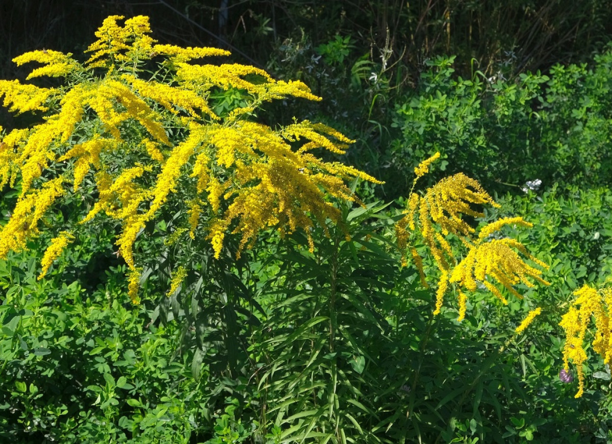 roślina z podwórka