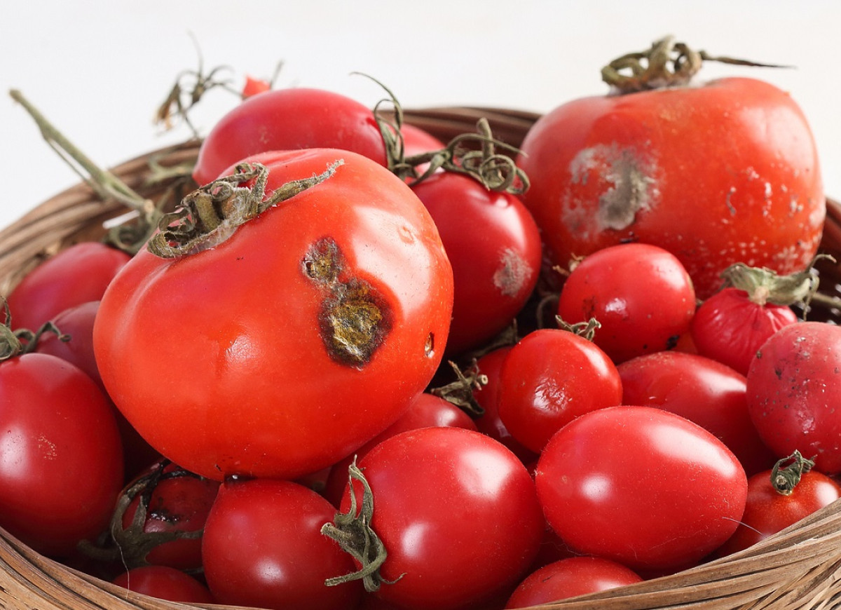 zepsute pomidory