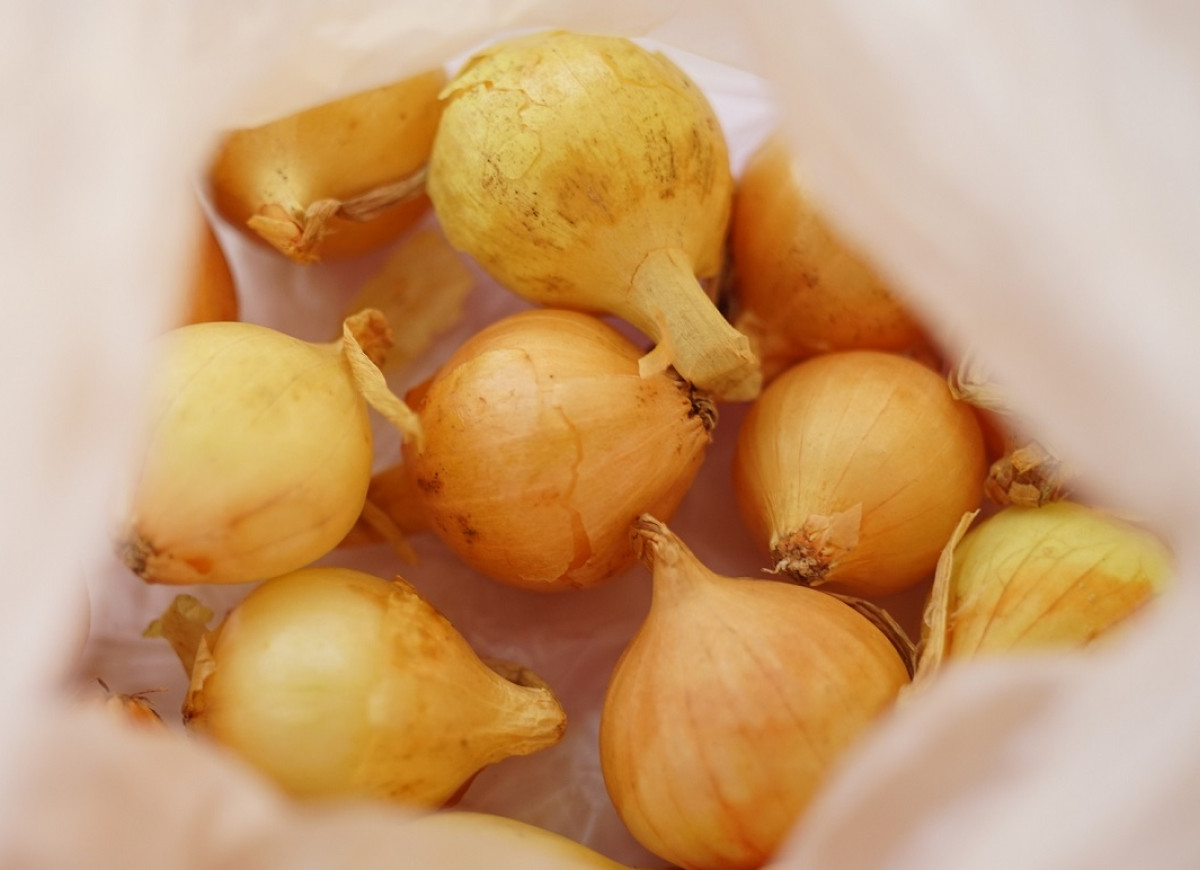 cebula przechowywanie