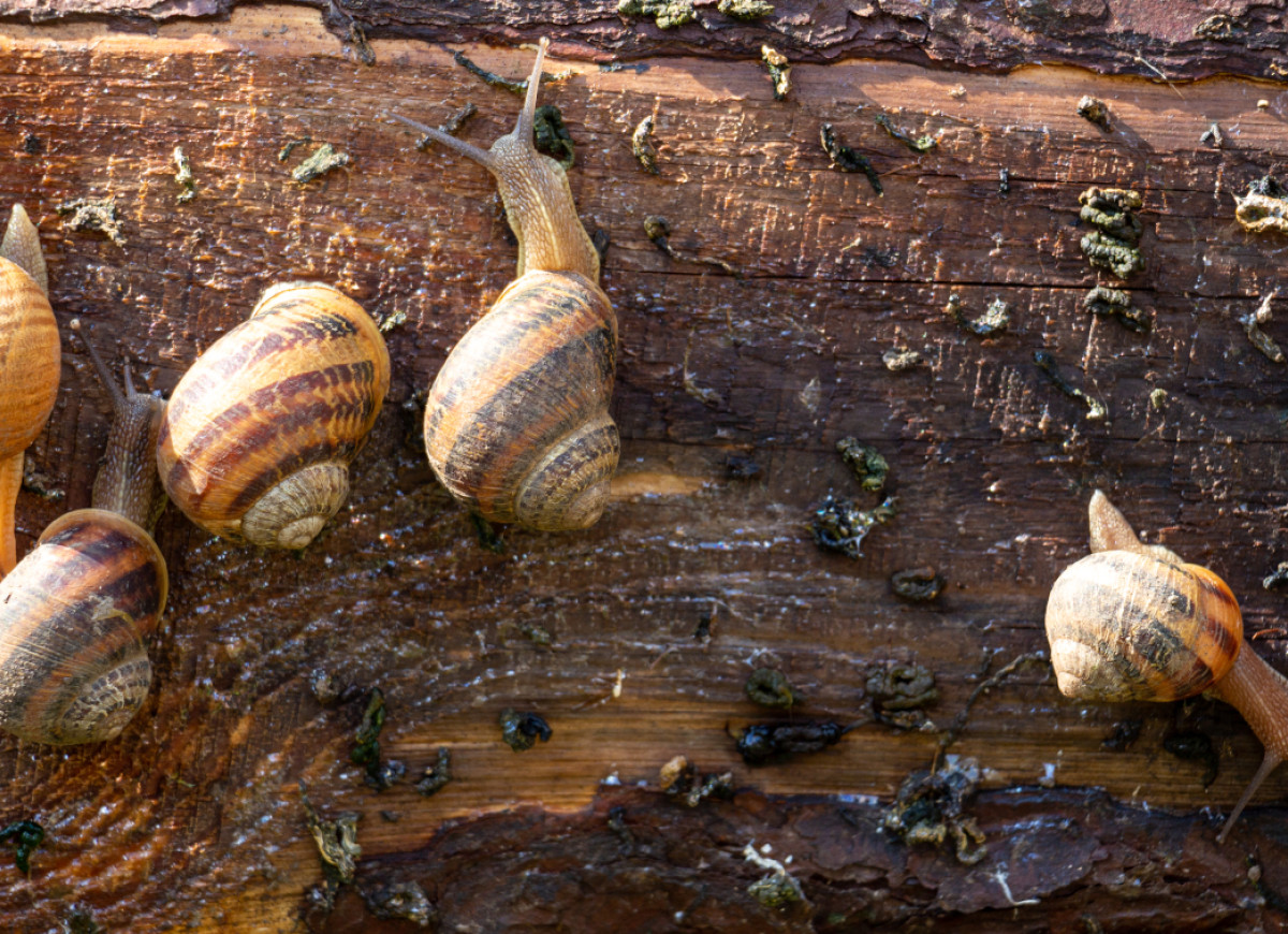ślimaki z ogrodu