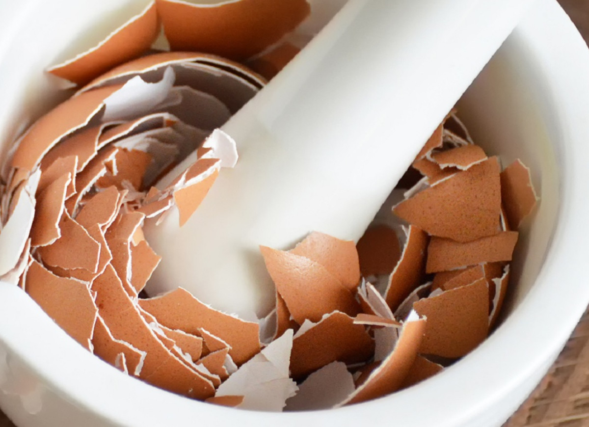 skorupki jajek