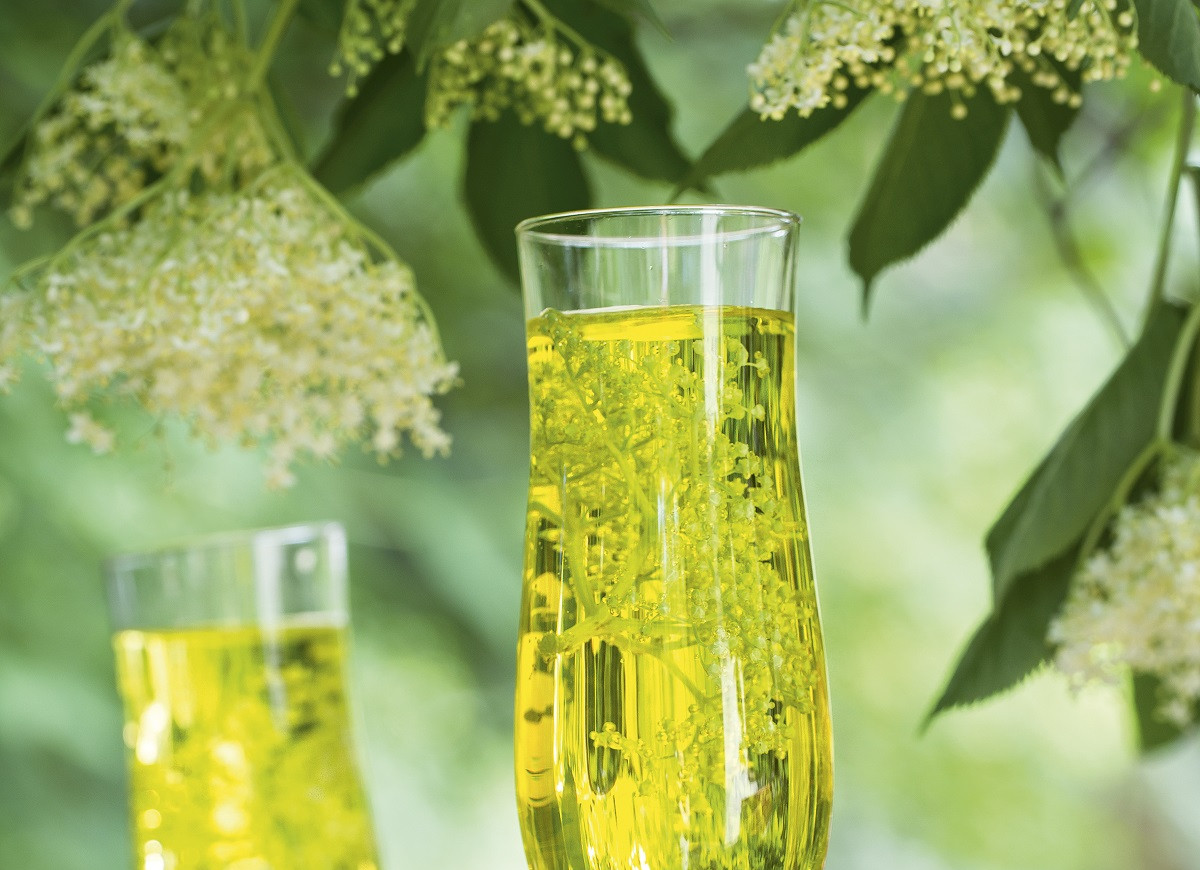 Szampan z kwiatów czarnego bzu