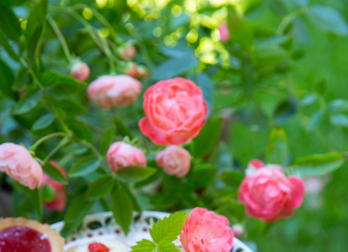 Tartaletki z domową ricottą i musem poziomkowym