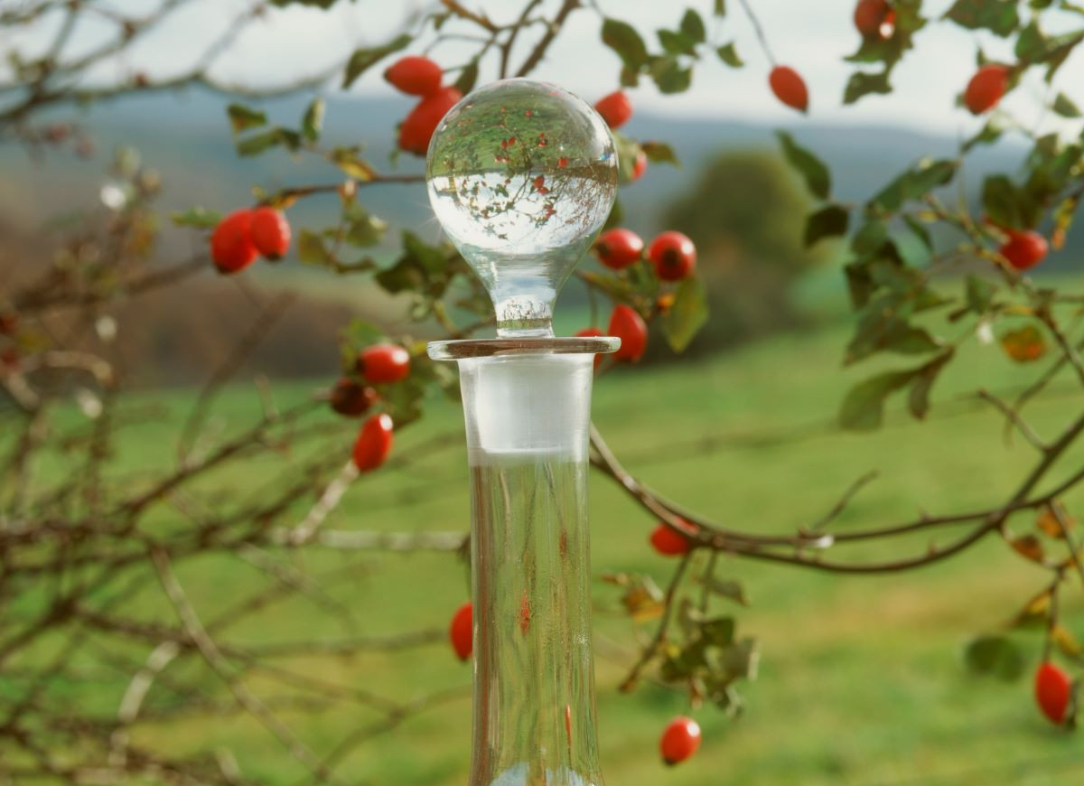 nalewka z dzikiej róży