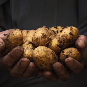 ziemniaki 12
