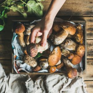 przechowywanie grzybów