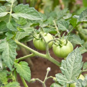 Czy można jeść liście pomidora