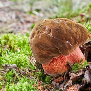 Borowik ceglastoporny