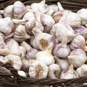 Czosnek przechowywanie